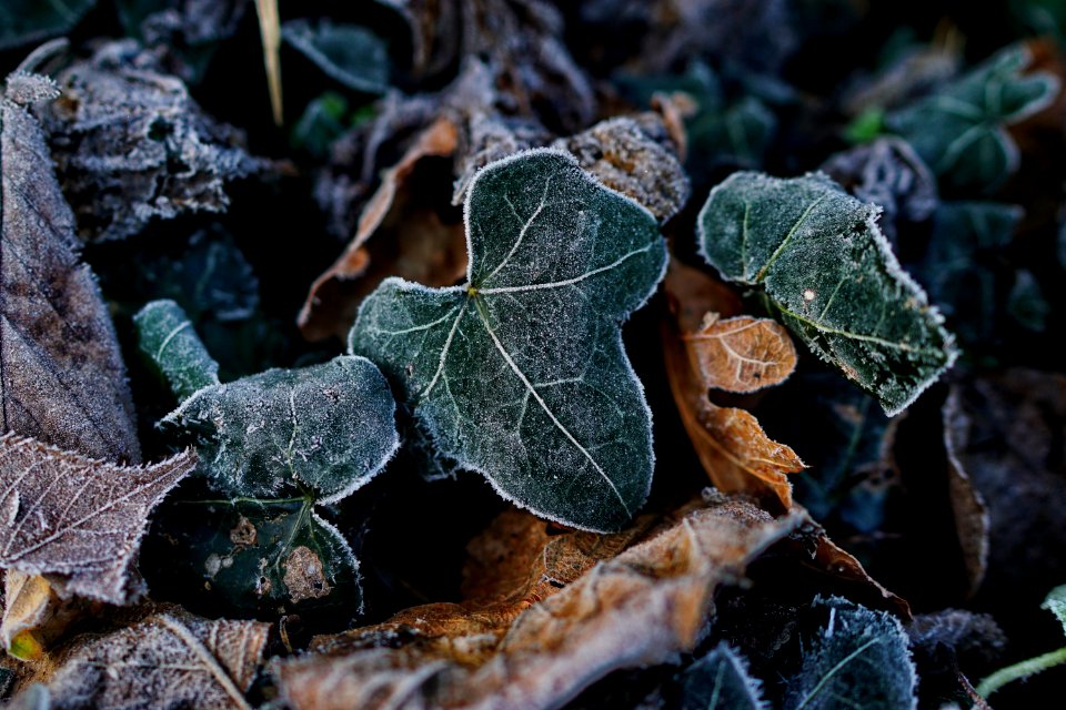 Trlvern, France, Leaves