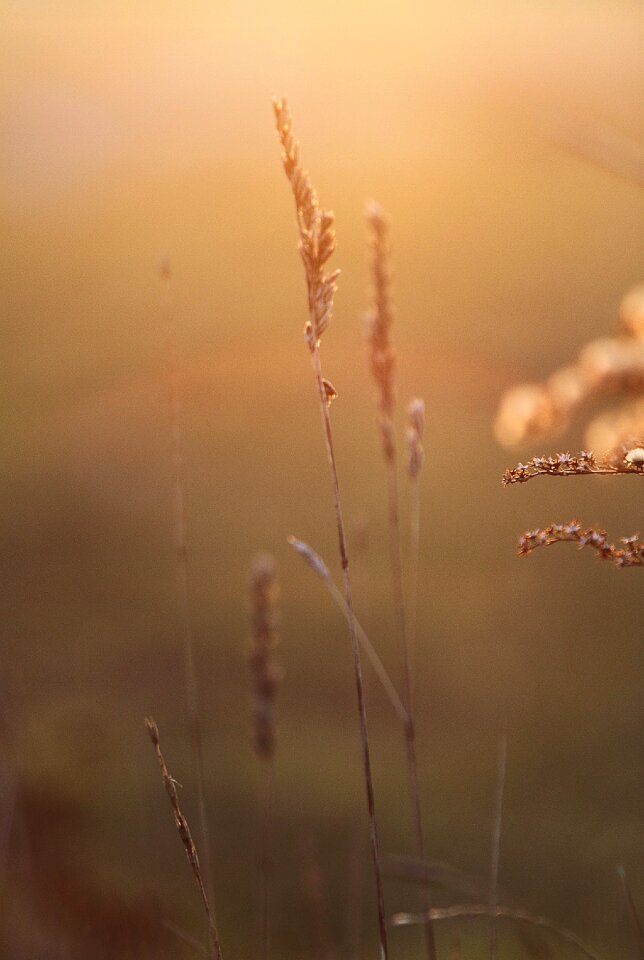 Sunny the background vegetation