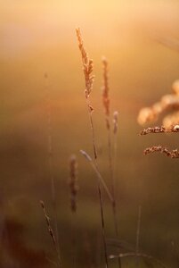 Sunny the background vegetation