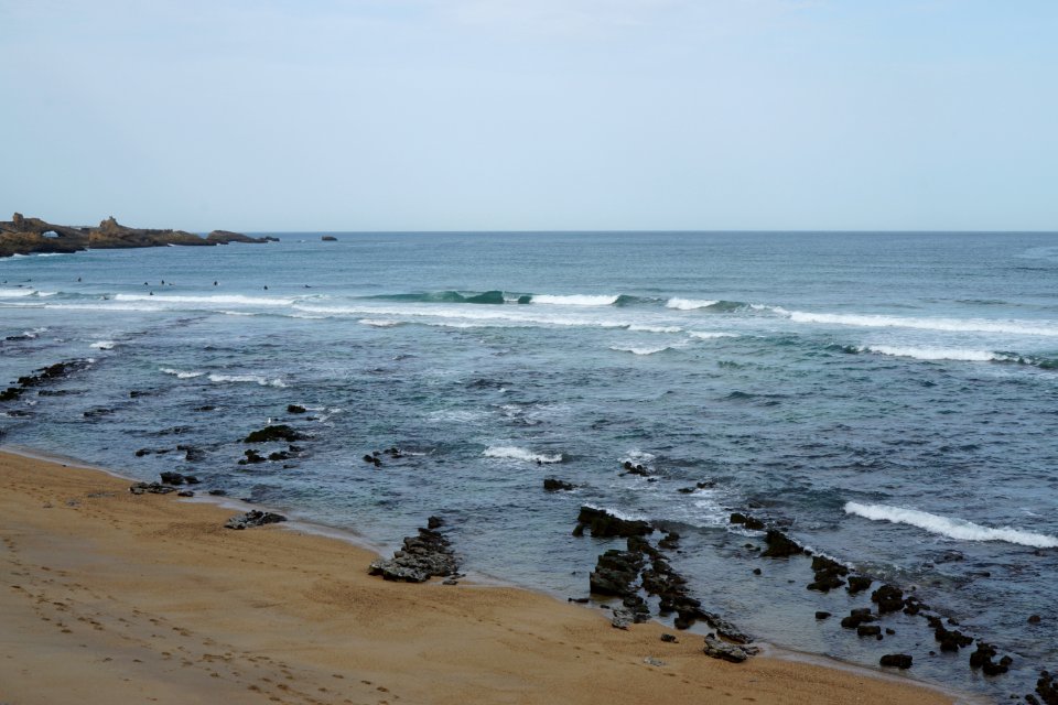 Biarritz, France, Bird