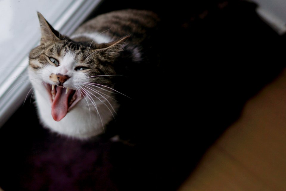 Perros guirec, France, Yawning