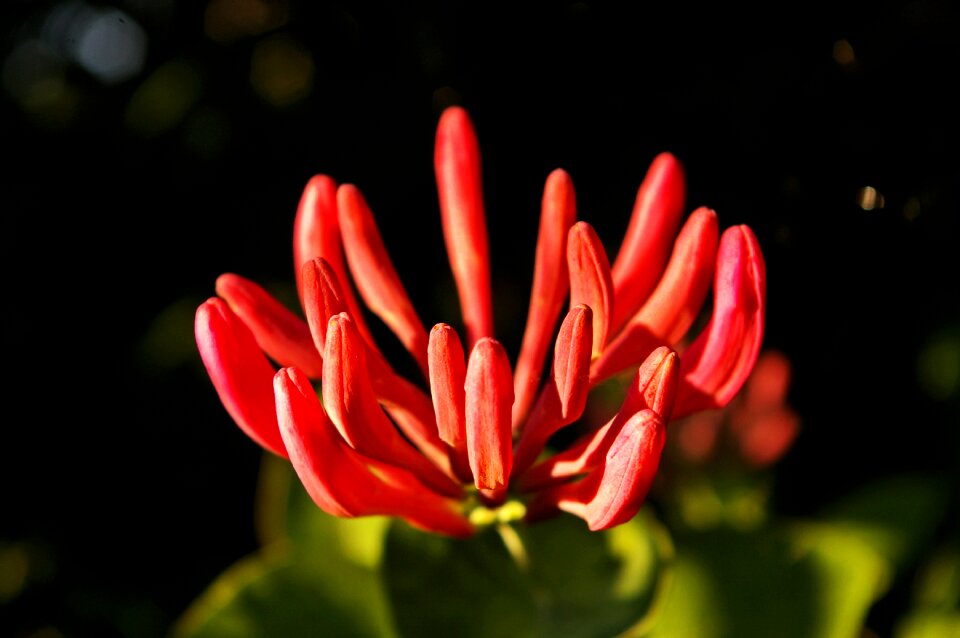 Climber plant nature entwine