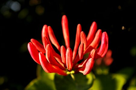 Climber plant nature entwine