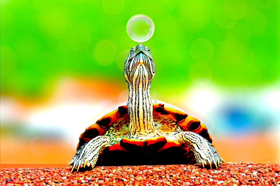 Animal