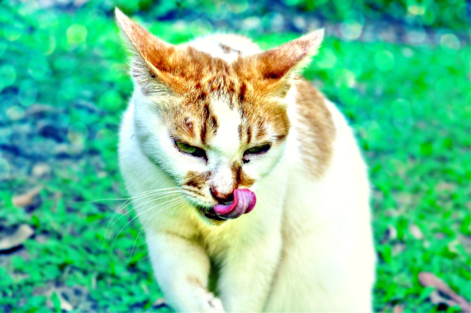 Meow, Cat