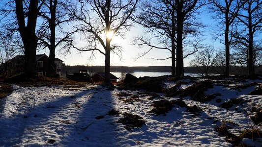 Backlight tree silhouettes