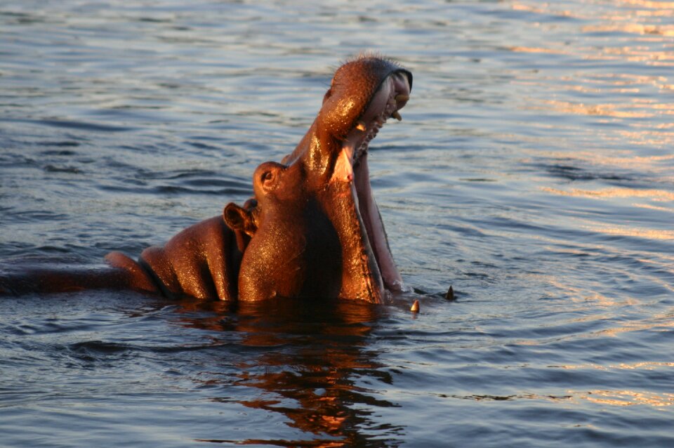 Hypopotame fall victoria zambezi