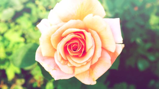 macro photography of beige rose