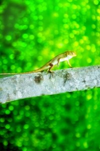 Reptile, Wildlife, Tree