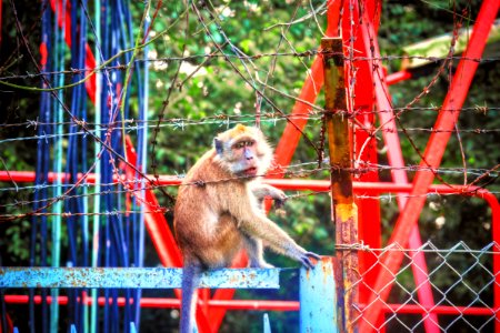 Animal, Wildlife, Monkey