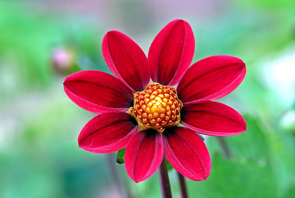 Dahlia garden blossom bloom