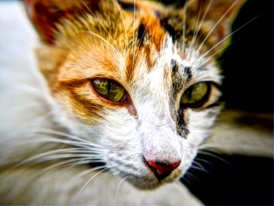 cat's face in shallow focus lens photo