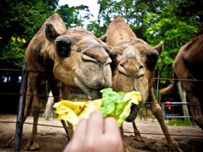 Feeding, Lovely, Cute