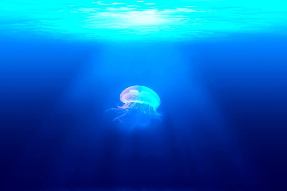 jelly fish in water