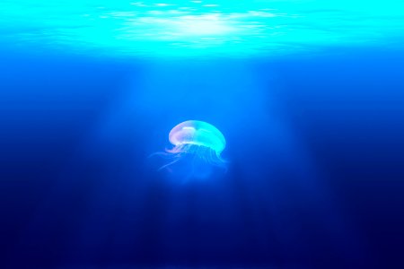 jelly fish in water photo