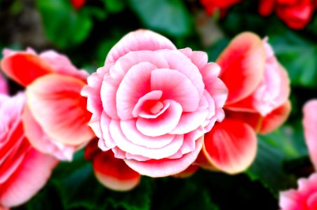 closeup photography of pink and white petaled flower photo