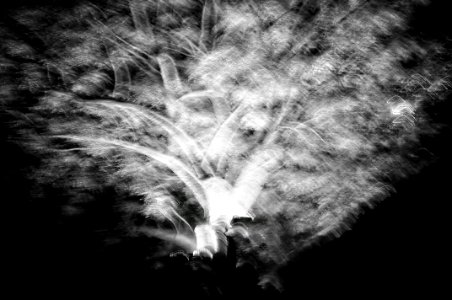 Photo, Forest, Black