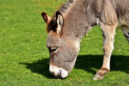 Meadow graze eat