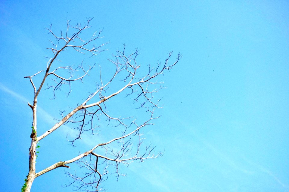 Summer, Tree, Forest