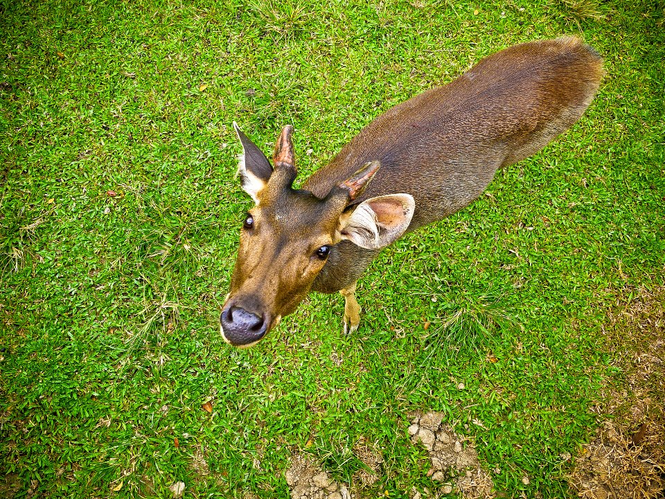 Animal, Deer, Greenery