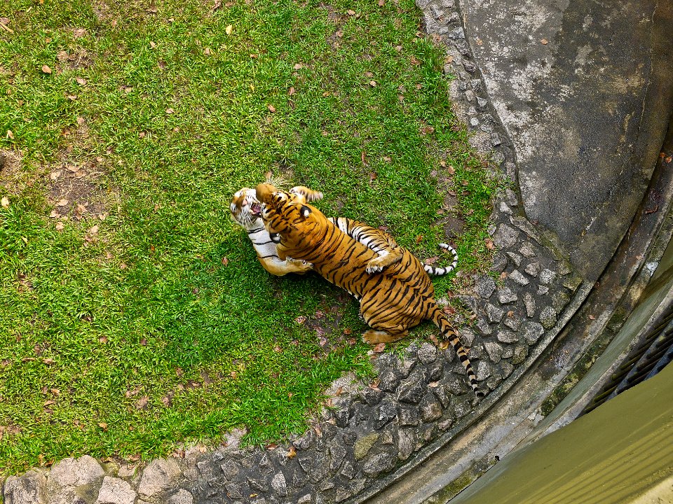 Wildlife, Wild, Animals