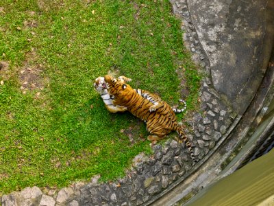 Wildlife, Wild, Animals