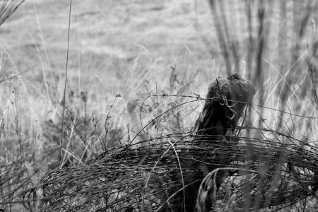 Fence, Barbwire photo