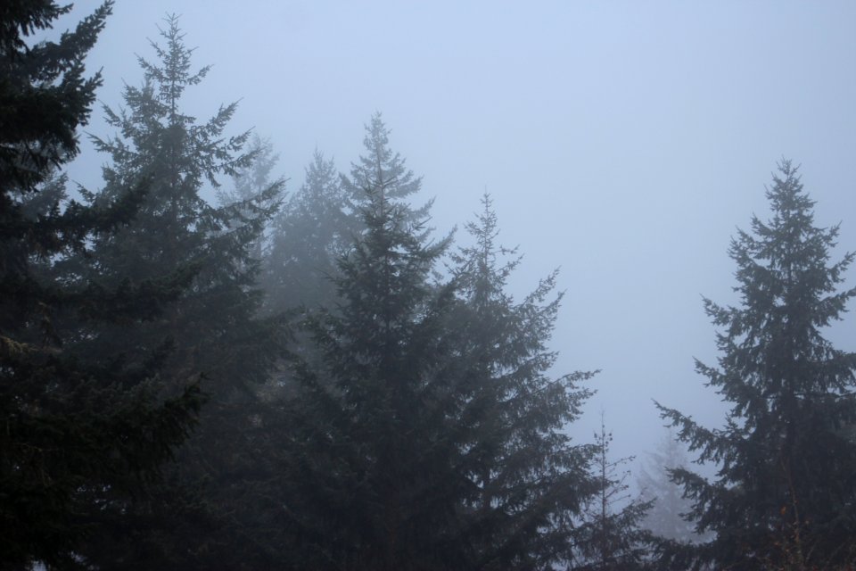 Oregon, United states, Trees