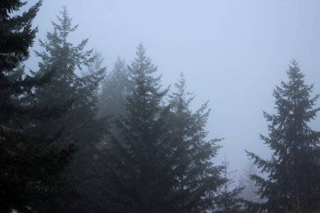 Oregon, United states, Trees photo