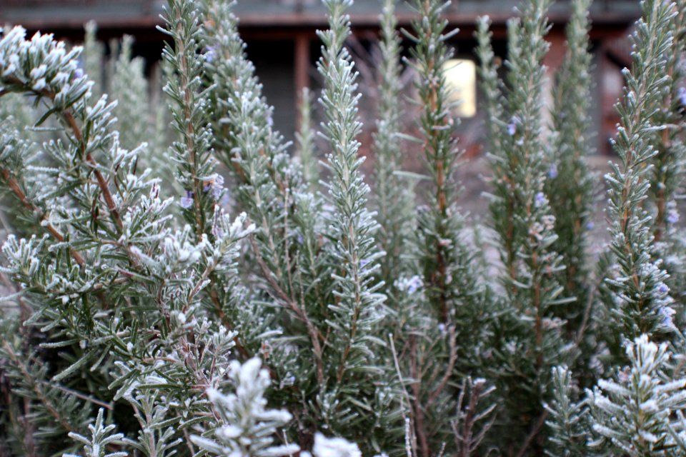 Bush, Frost, Winter
