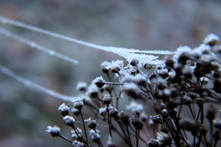 Cobweb, Frost, Winter photo