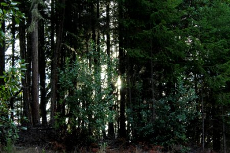 Oregon, Forest, Sunlight photo