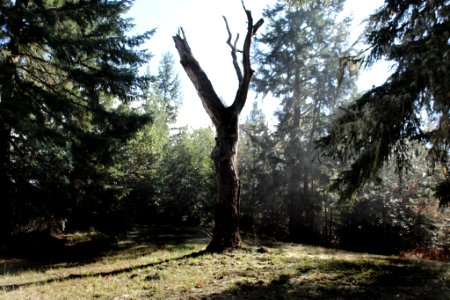 Forest, Tree, Oak photo