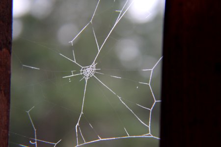Web, Spider