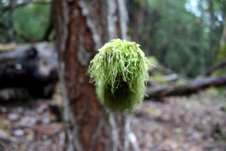 Green moss, Moss, Forest