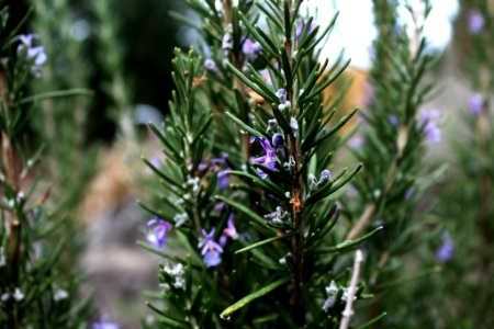 Bush, Rosemary, Flowering