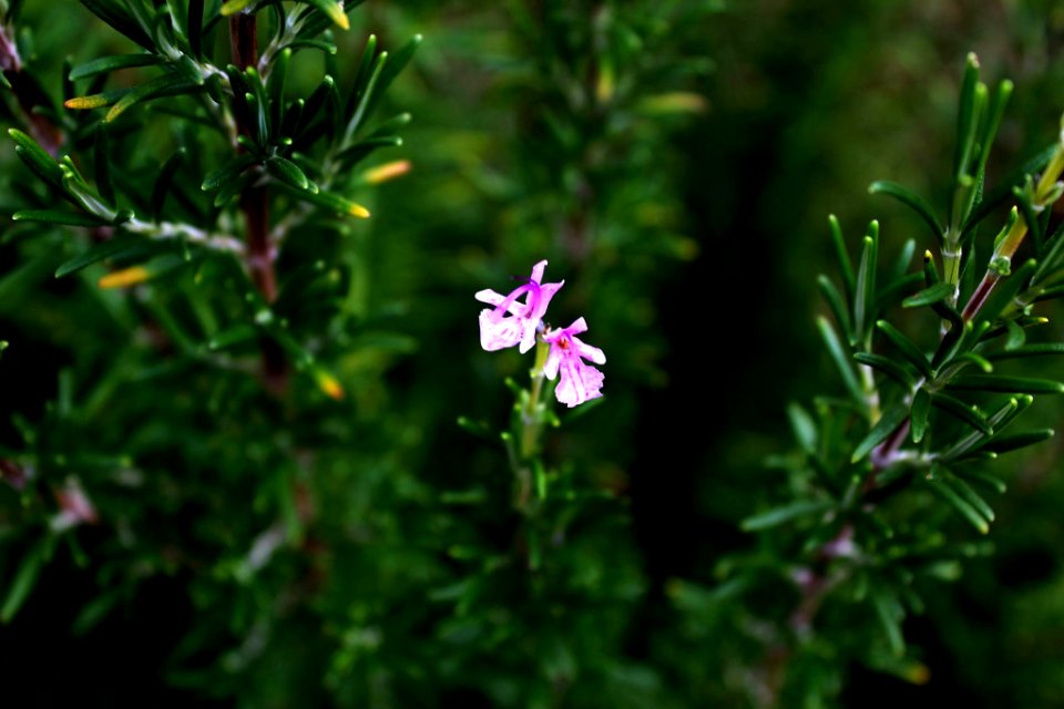 Flower, Bloom, Rosemary