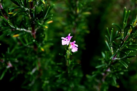 Flower, Bloom, Rosemary photo