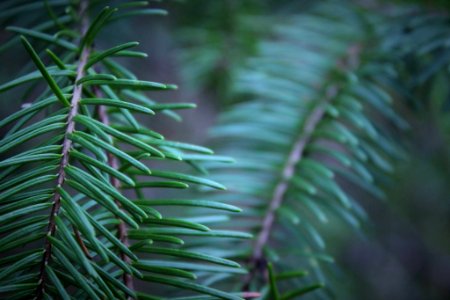 Roseburg, United states, Evergreen