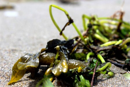 Ocean beach, Seaweed
