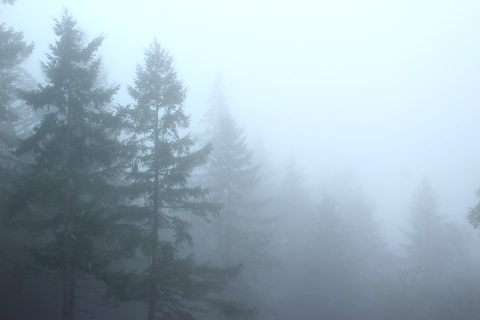 Trees, Fog