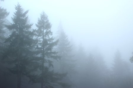Trees, Fog