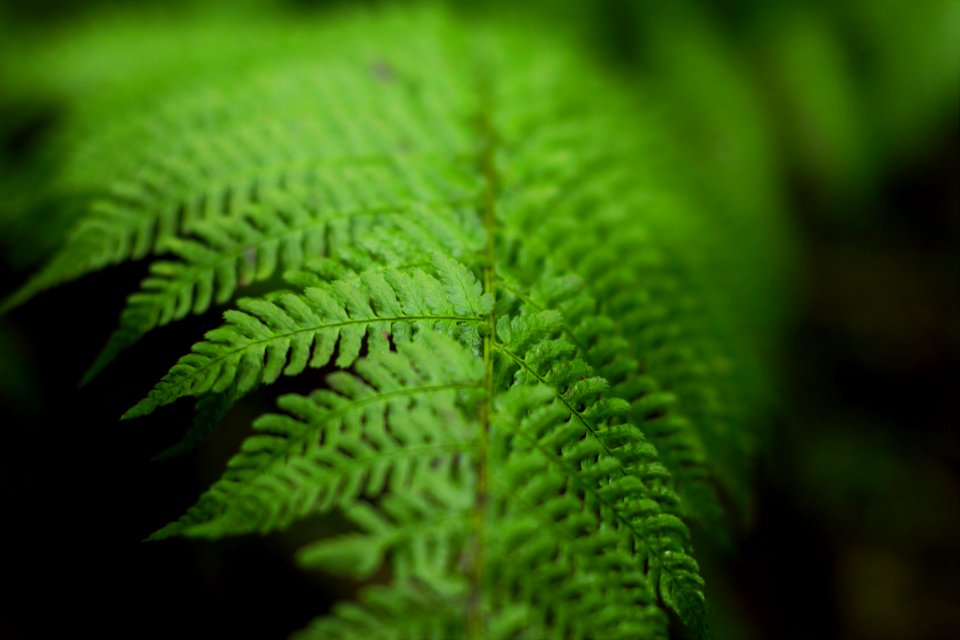 selective focus photography of green fern leaf