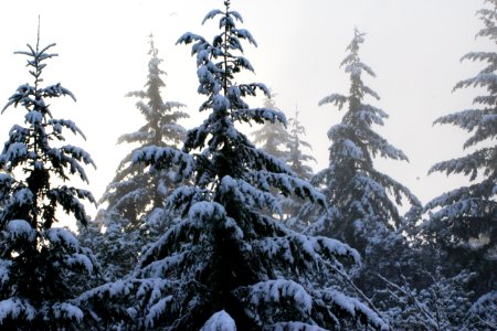 Pine trees, Snow, Winter photo