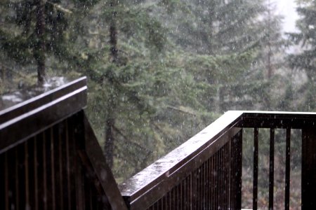 Oregon rain, Pacific northwest, Trees