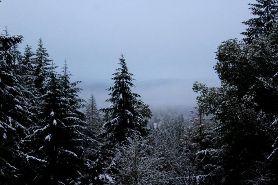 Oregon, Forest, Trees