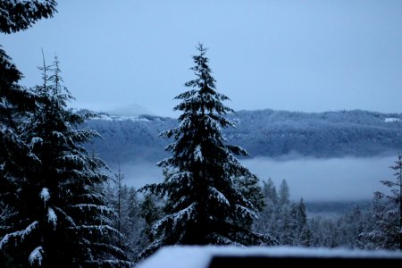 Pine trees, Trees, Winter snow photo