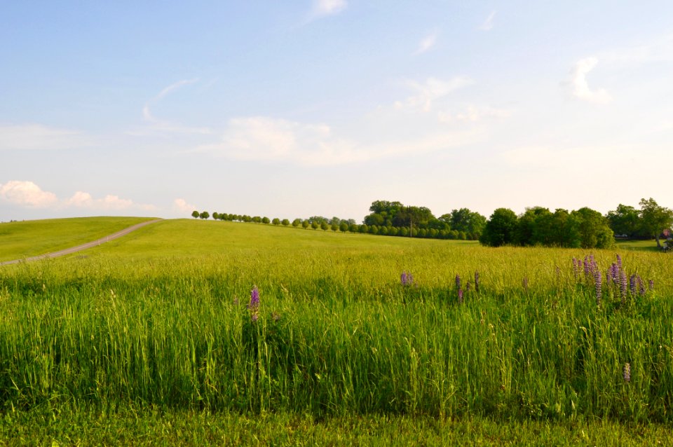 Oakl, Maryl, United states