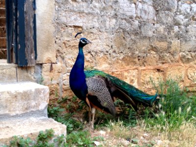 Croatia, Wall, Peacock