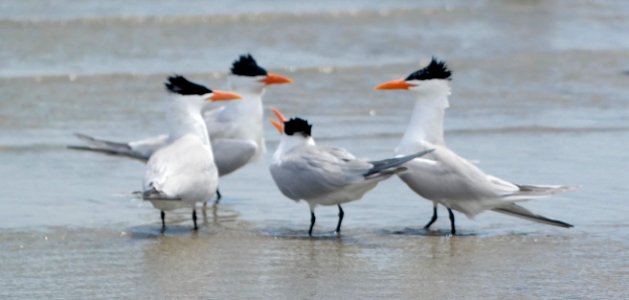 Beach, Birds, Hilton head isl photo